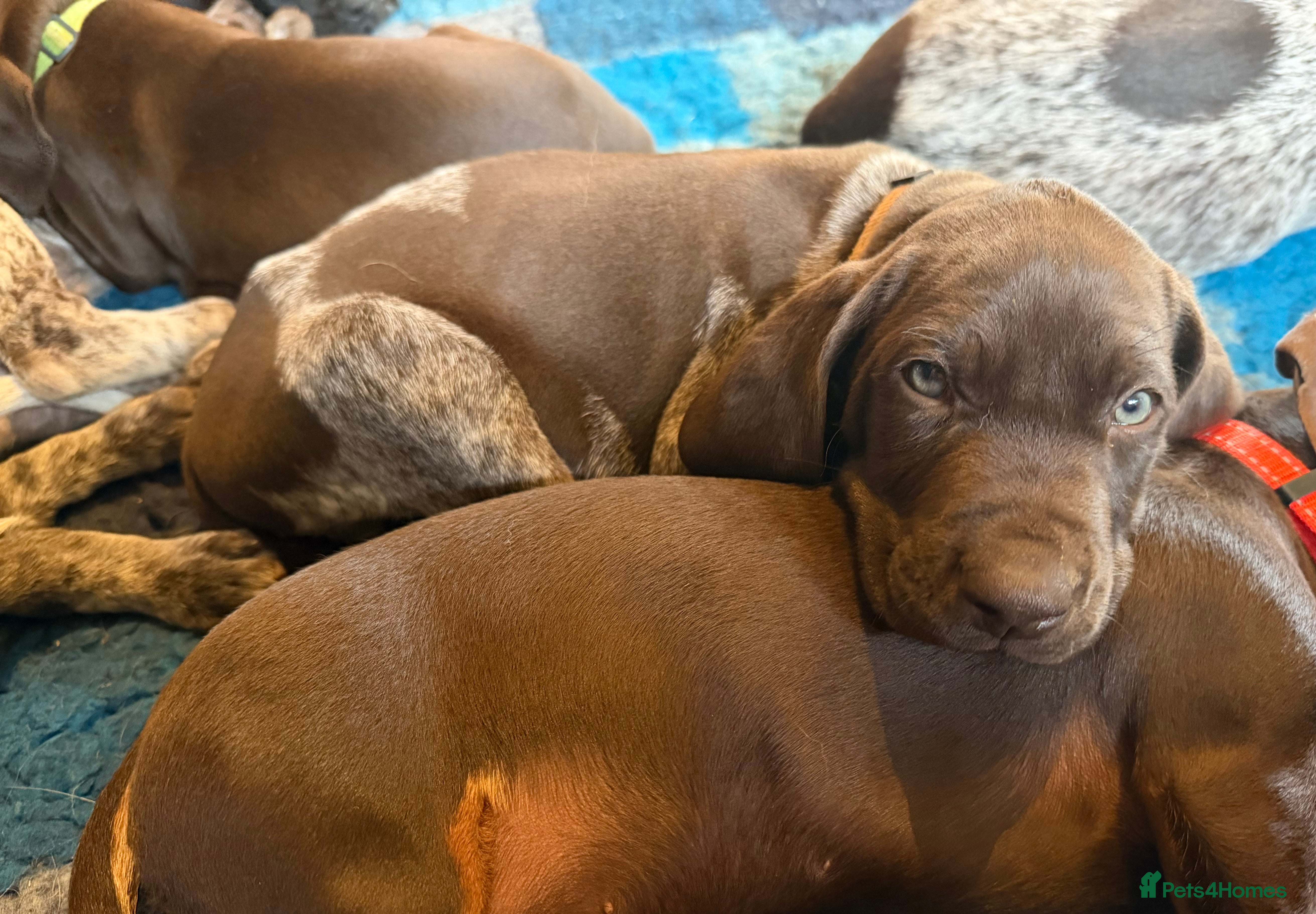 German Shorthaired Pointer dogs Liver Ticked & Spotted Boy - Advert 2
