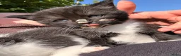 Mixed Breed cats for sale: 3 mix breed kittens looking for new home  in Glasgow - Advert 3