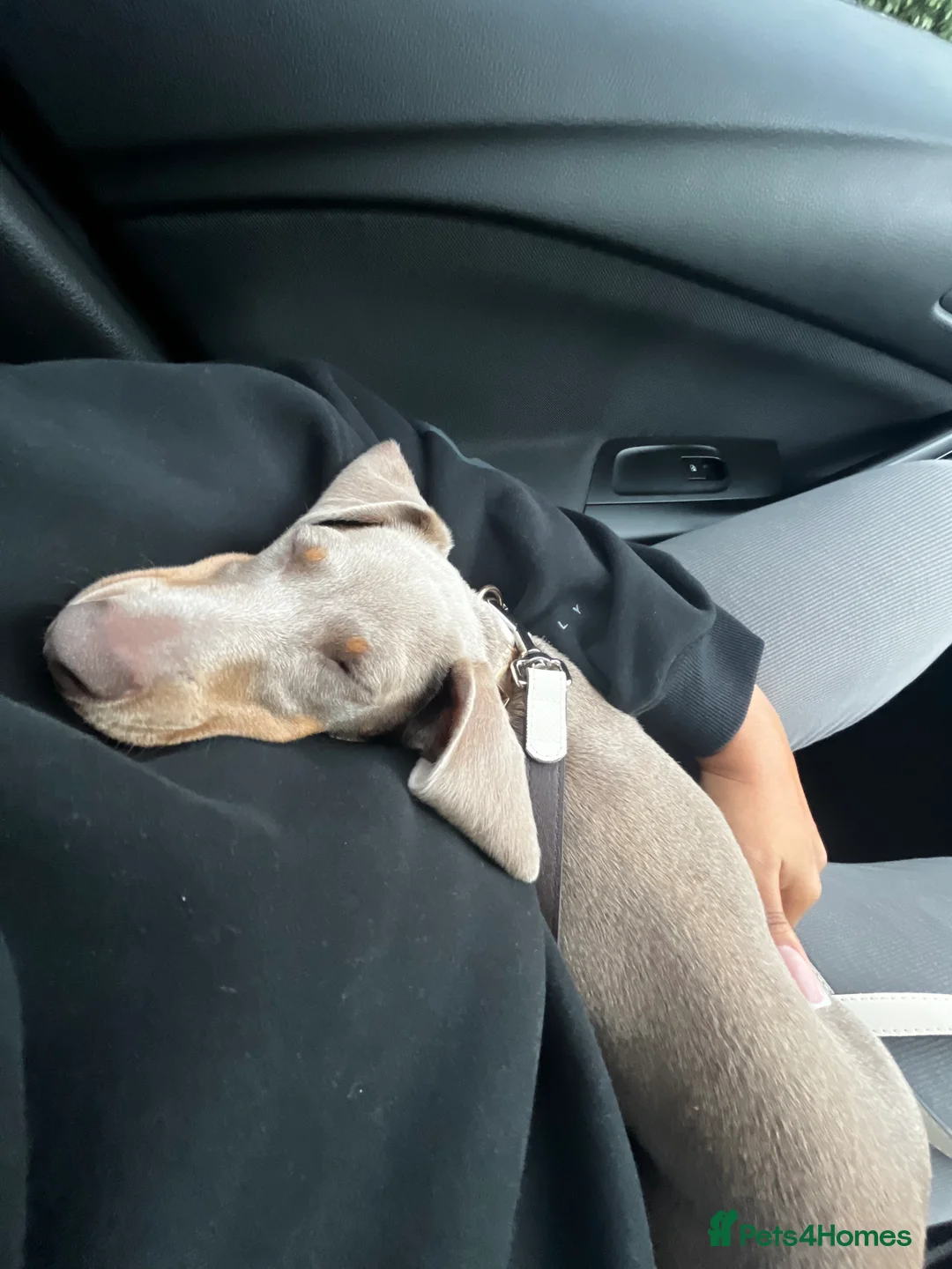 Miniature Dachshund dogs for sale: Dachshund  - Advert 3