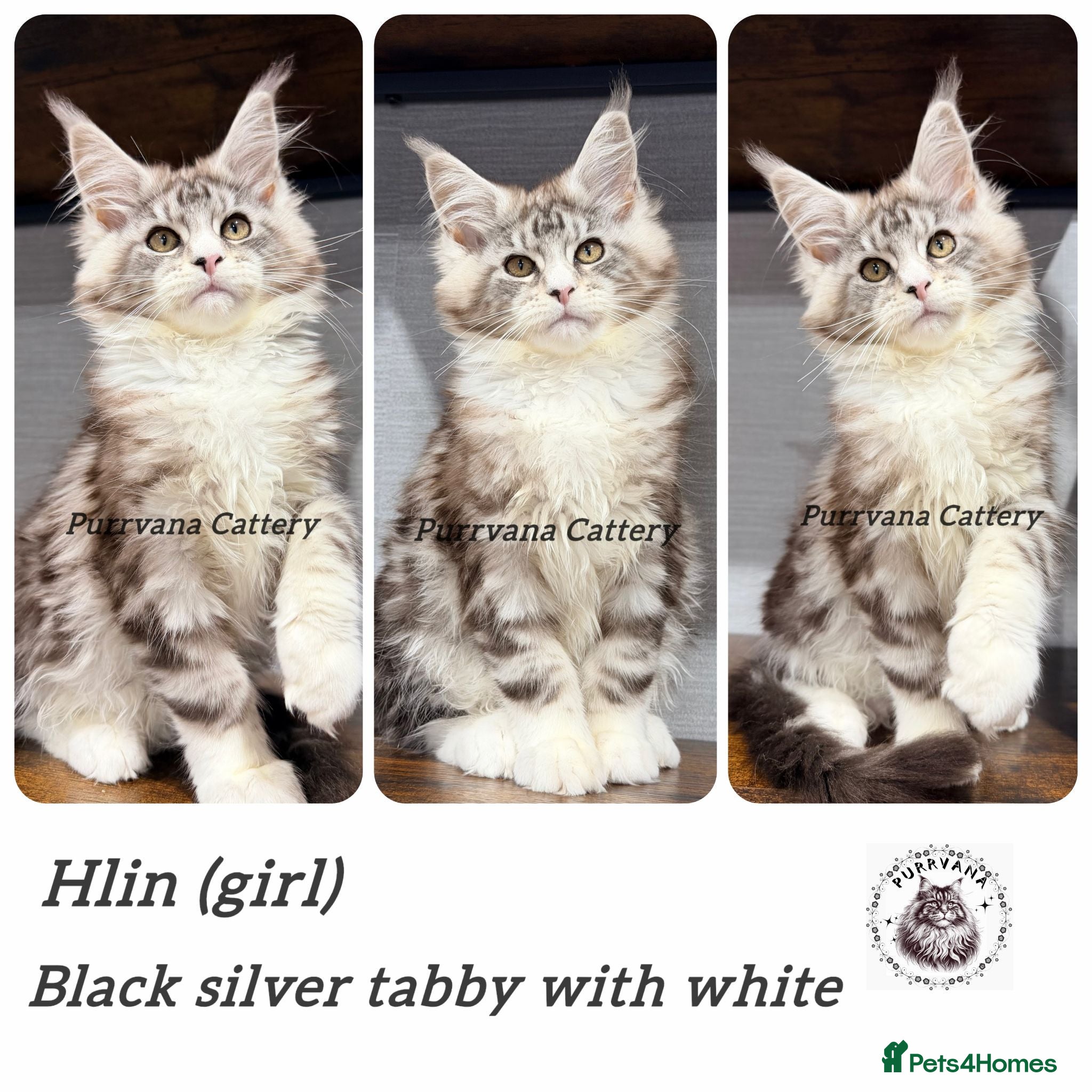 Maine Coon cats TICA registered Maine coon kittens READY NOW - Advert 2