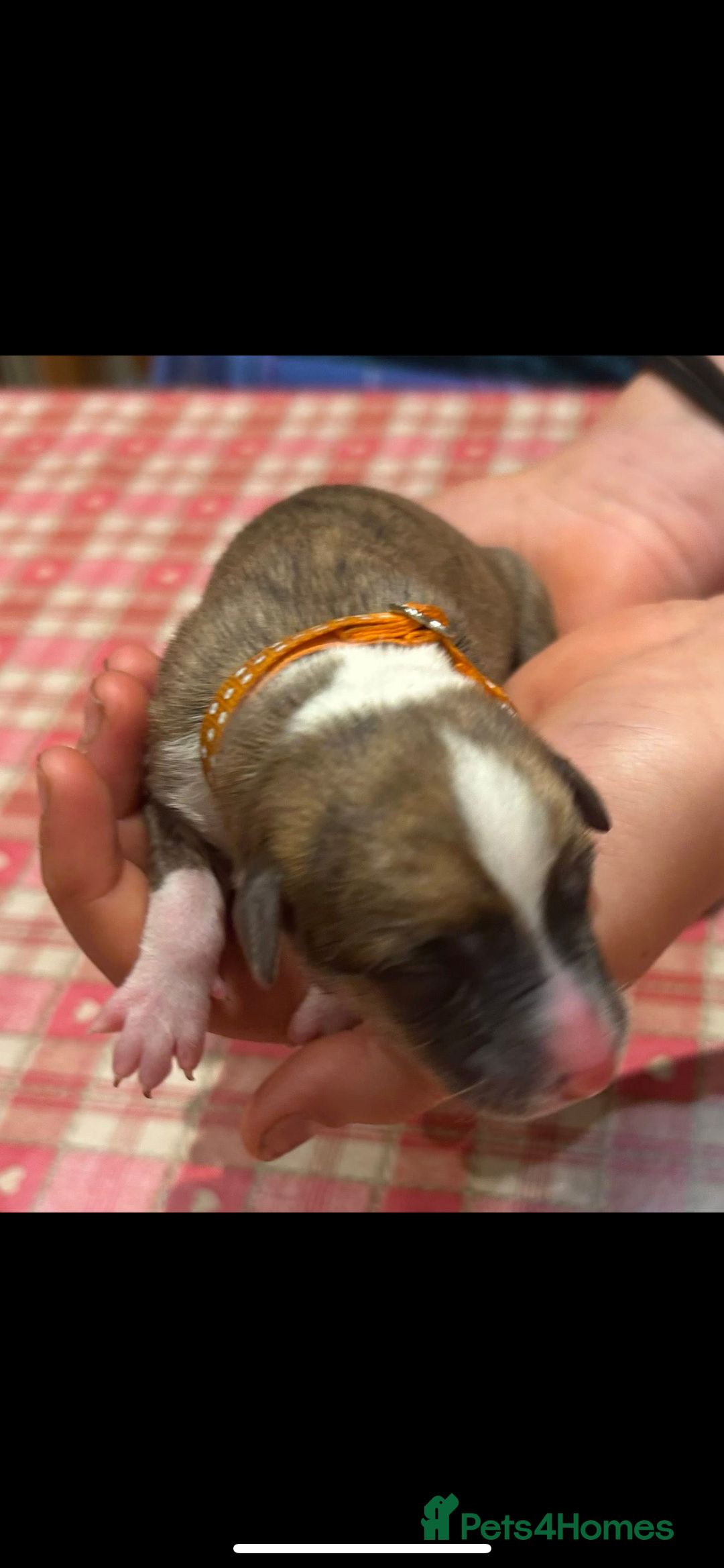 Whippet dogs for sale: Beautiful Whippet Pups - Image 12
