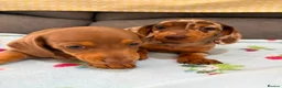 Miniature Dachshund dogs for sale: True miniature dachshund puppies  in Ingatestone - Advert 7