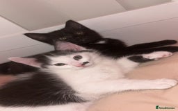 British Shorthair cats for sale: Two beautiful female kittens✨ - Image 1