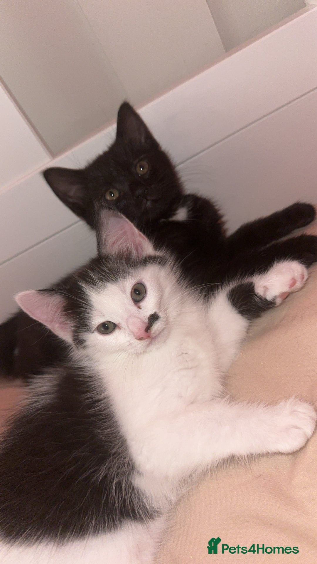 British Shorthair cats for sale: Two beautiful female kittens✨ - Image 1