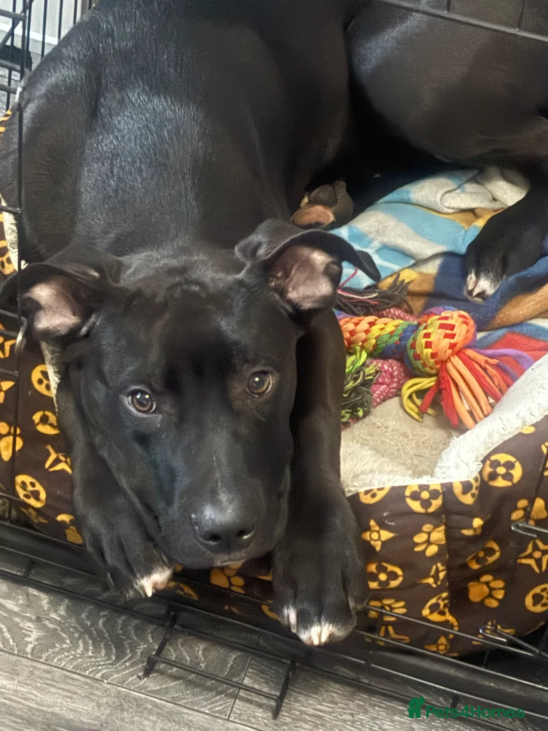 Mixed Breed dogs for sale: Staff x American bulldog puppy  - Advert 2