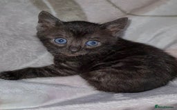 Bengal cats for sale: Bengal Kittens Tica Registered  - Image 3