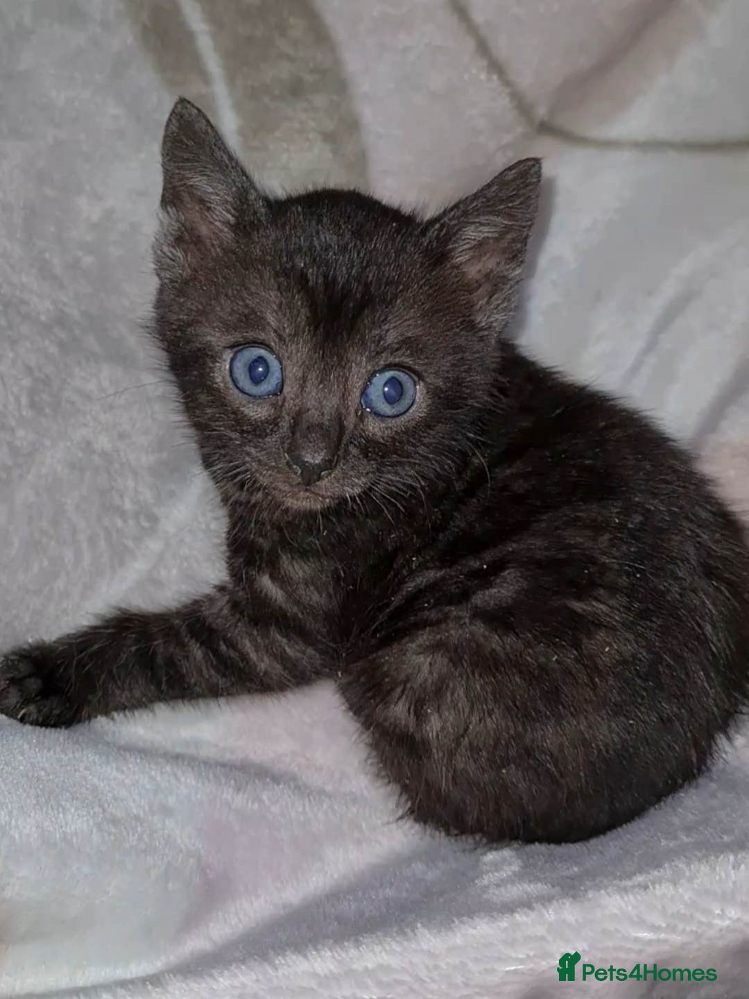 Bengal cats for sale: Bengal Kittens Tica Registered  - Image 3