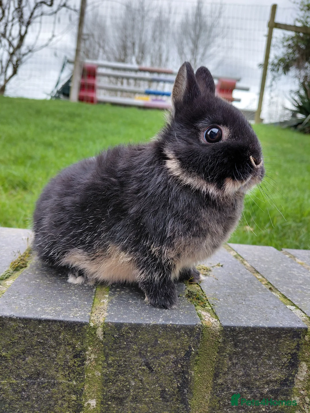Netherland Dwarf rabbits for sale: Netherland Dwarf girls - Advert 2