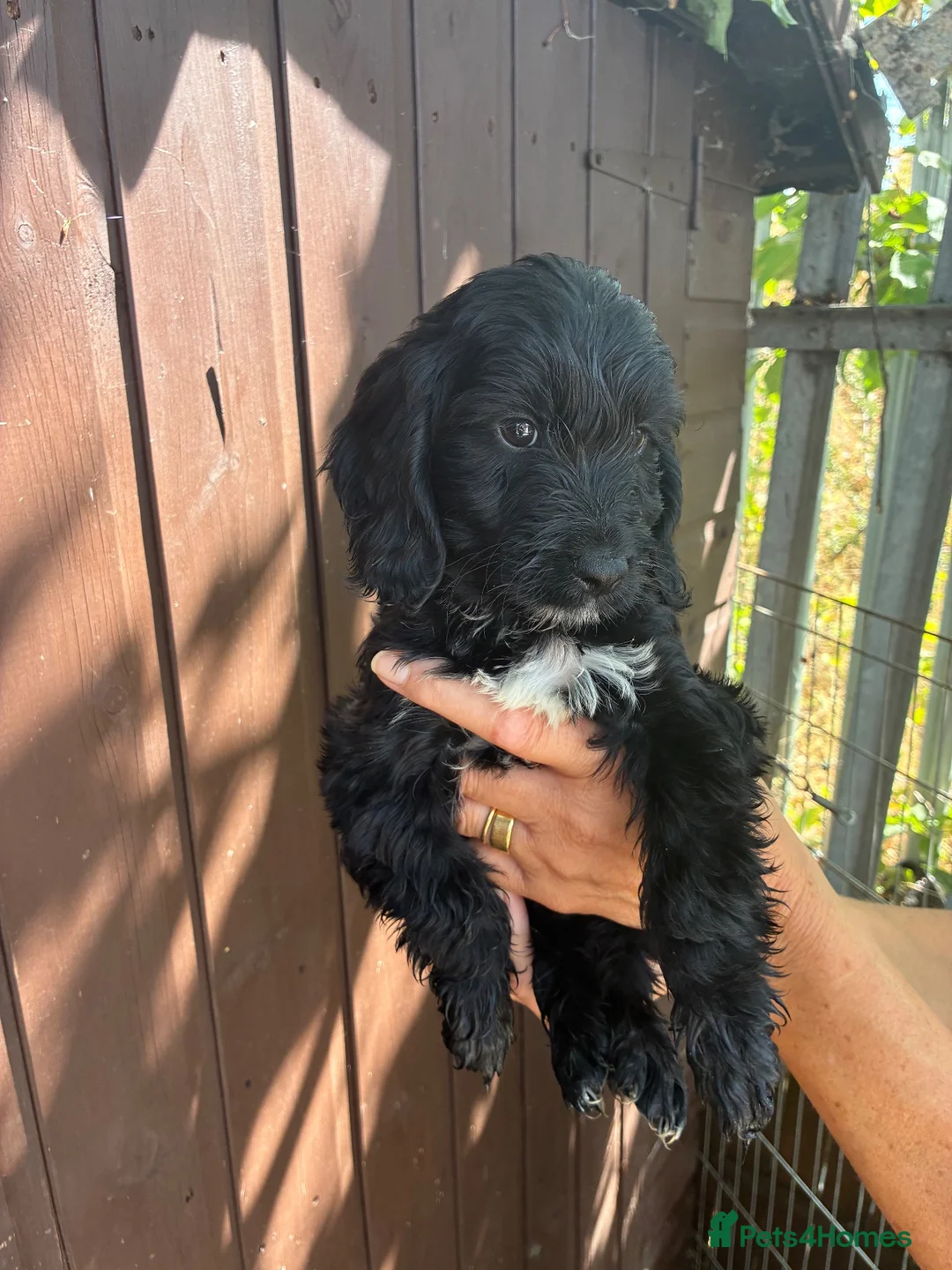 Cockapoo dogs for sale: Cockapoo puppies for sale  - Advert 2