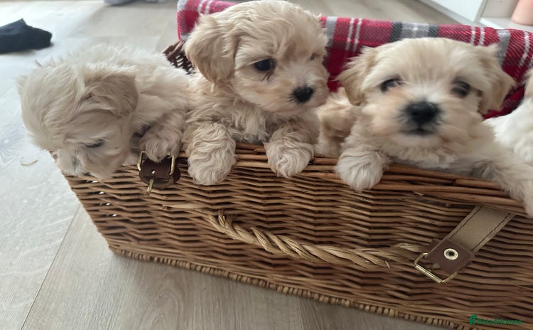 Maltipoo dogs - Advert 1