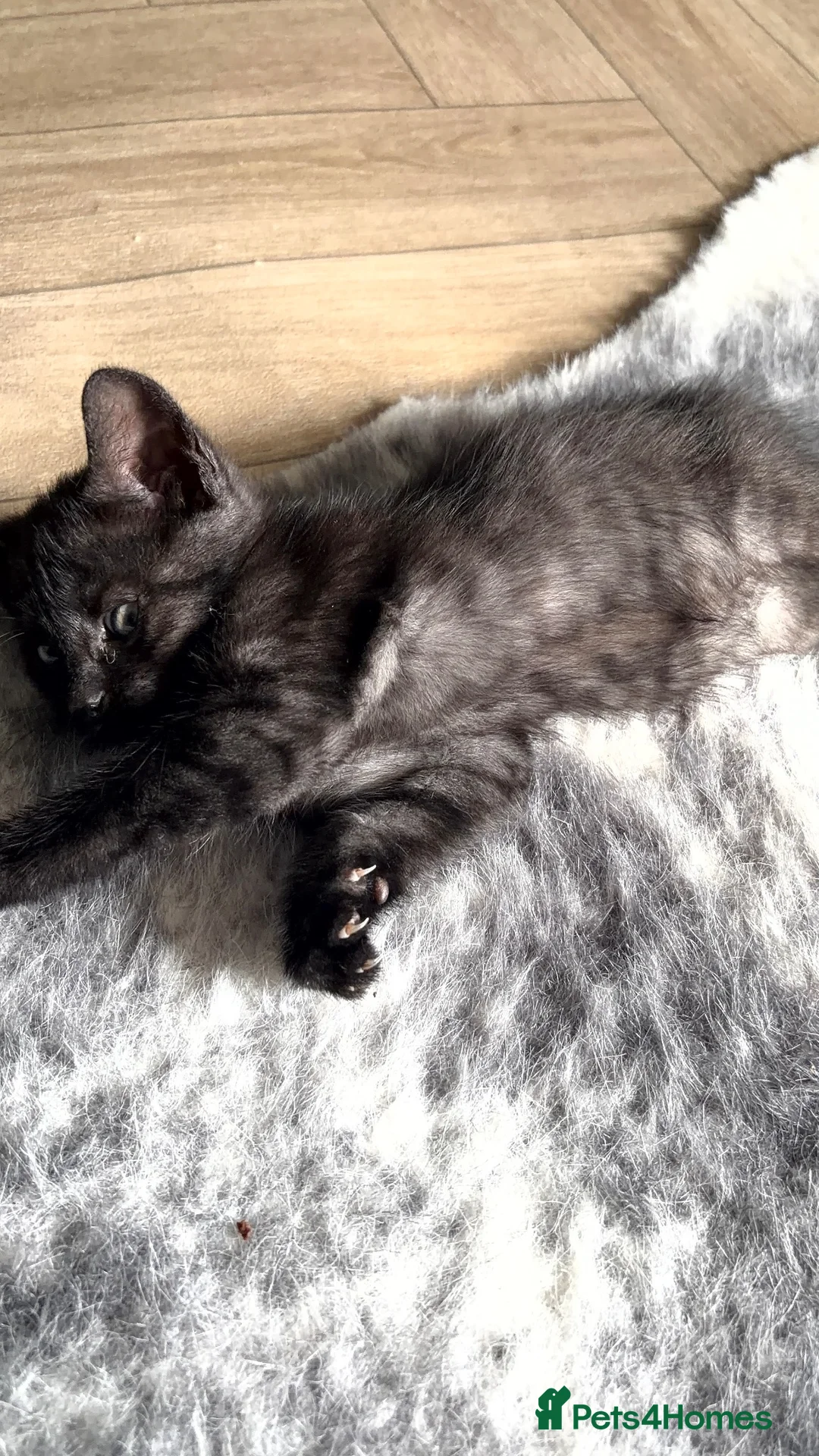 Mixed Breed cats for sale: Gorgeous Playful Kittens - Advert 2