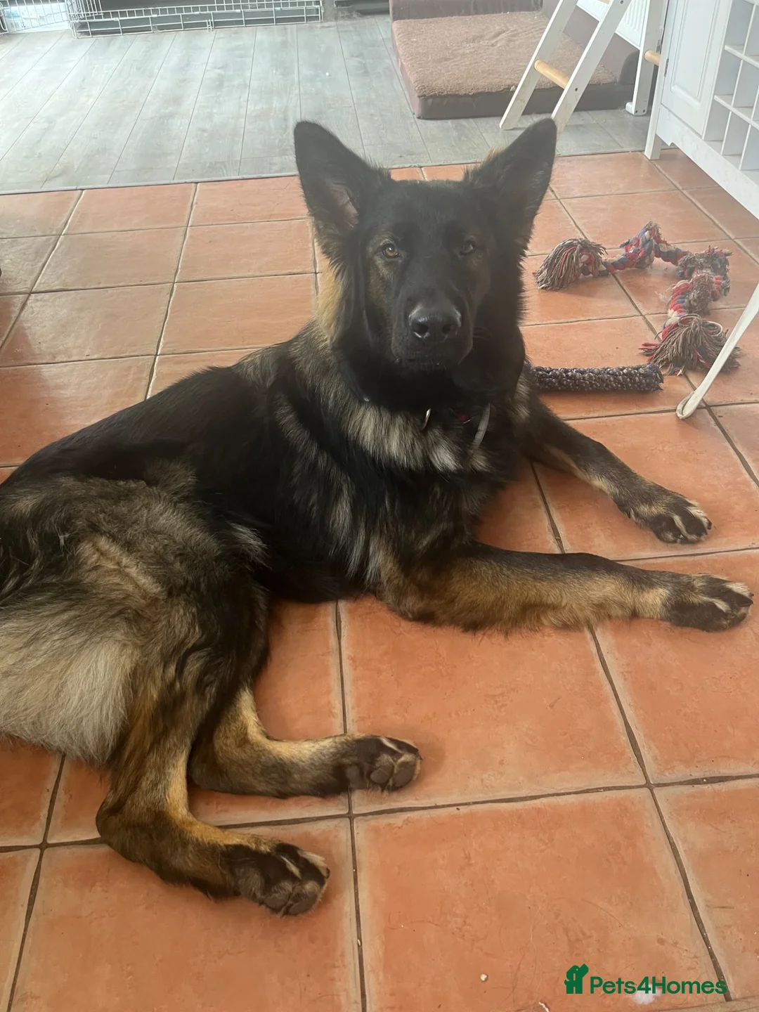German Shepherd dogs for sale: 9 month German Shepherd for Rehome - Advert 2