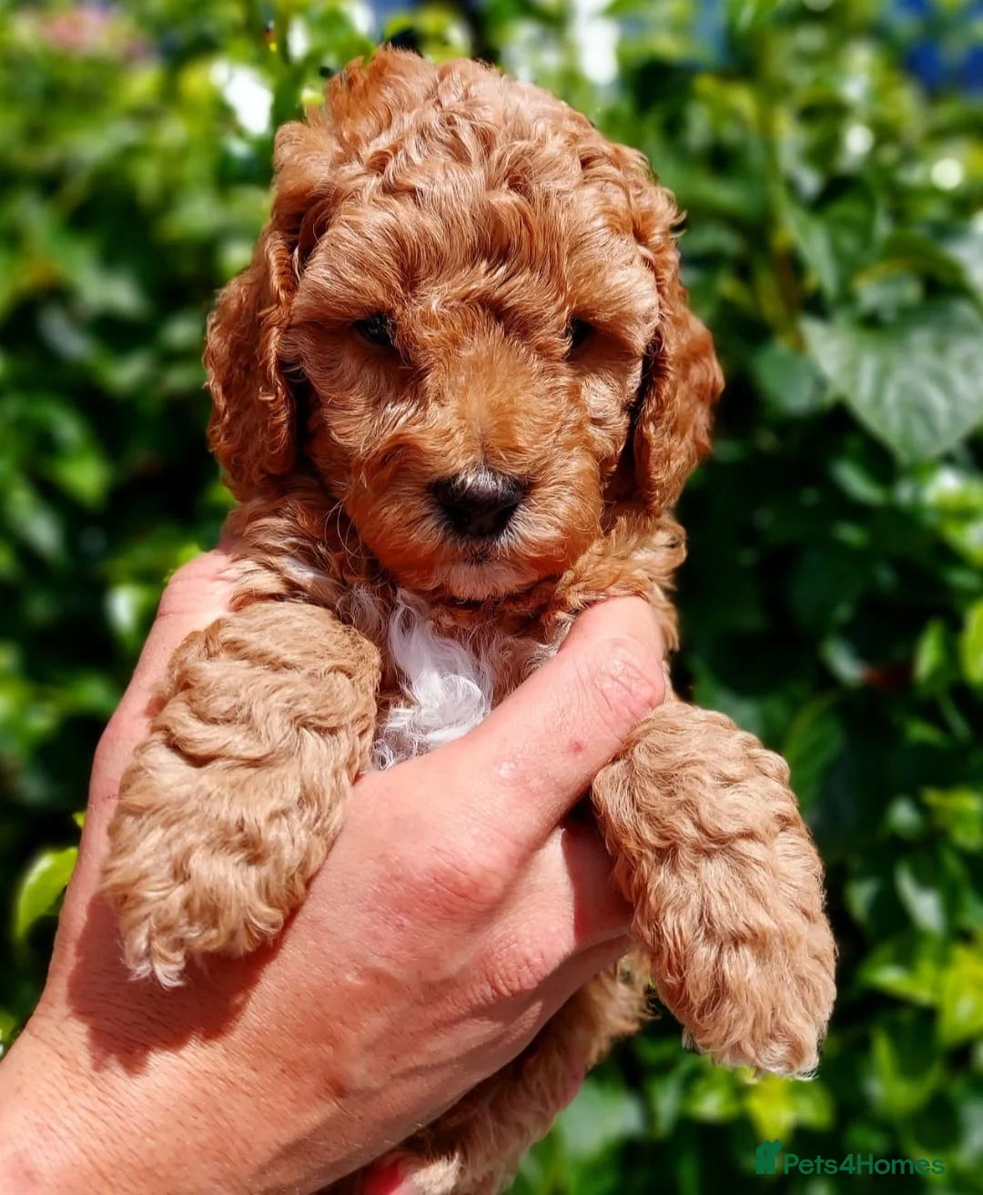 Cockapoo dogs for stud: Red f1b cockapoo health tested stud  in Swindon - Advert 5