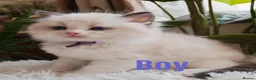 Ragdoll cats for sale: PUREBRED RAGDOLL KITTENS GCCF REGISTERED  - Advert 5