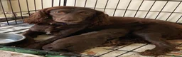 Mixed Breed dogs for sale: A wonderful surprise during a sad time. - Advert 14