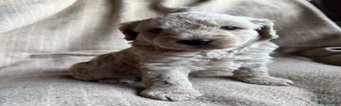 Cavapoochon 1