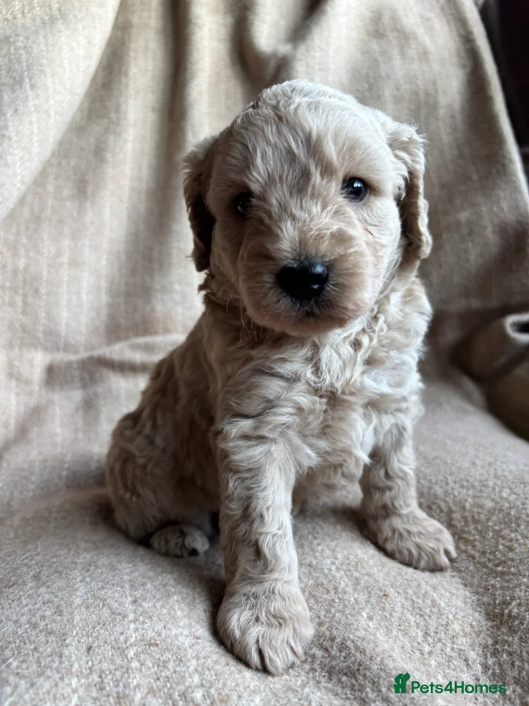 Cavapoochon dogs for sale: Beautiful Cavapoochon Puppies - Advert 26