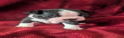 Boston Terrier dogs for sale: Boston Terriers for sale  - Advert 9