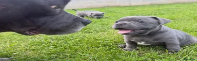 Staffordshire Bull Terrier 3