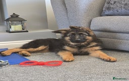 German Shepherd dogs for sale: 6 Month Old Millie  - Image 1