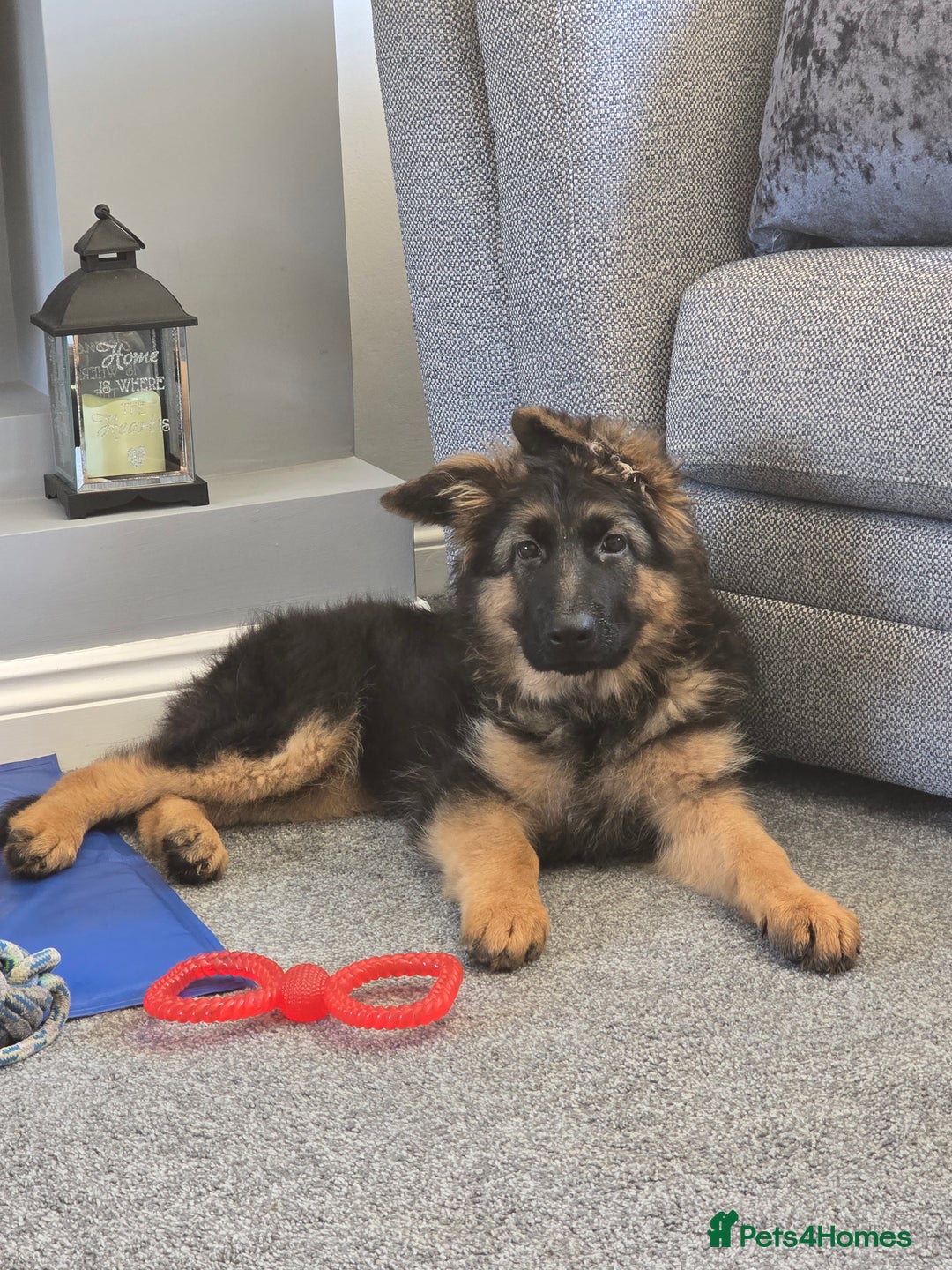 German Shepherd dogs for sale: 6 Month Old Millie  - Image 1