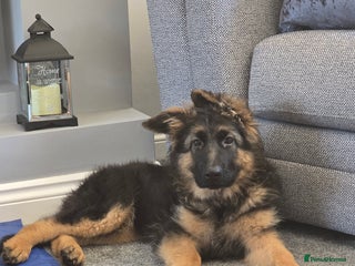 German Shepherd dogs for sale - Advert 1