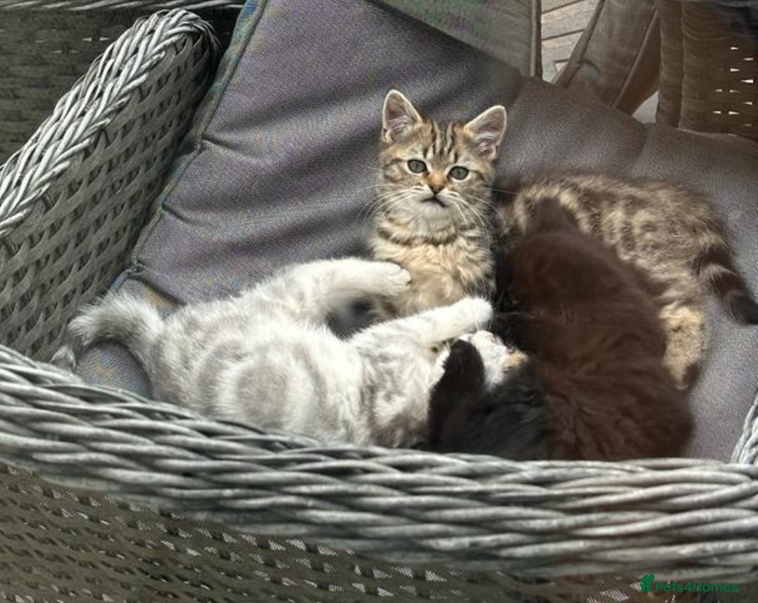 British Shorthair cats for sale: Stunning British shorthair X - Image 3