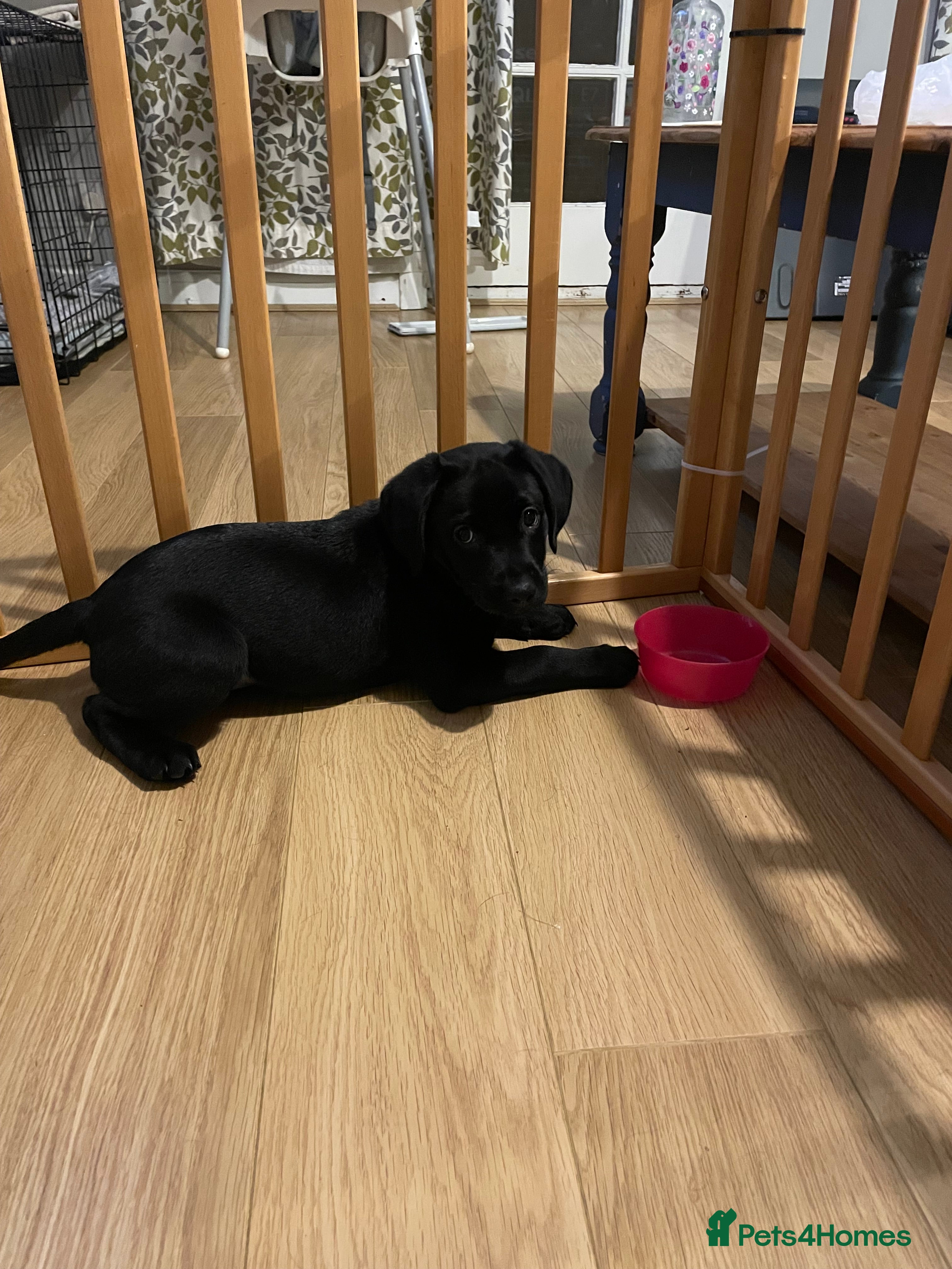 Labrador Retriever dogs Labrador pup - Advert 6