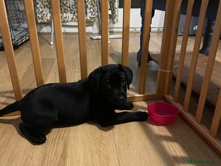 Labrador Retriever dogs Labrador pup - Advert 6