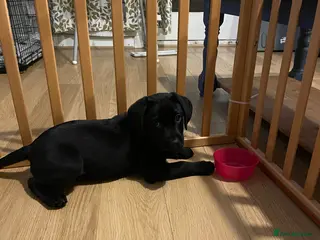 Labrador Retriever dogs Labrador pup - Advert 15