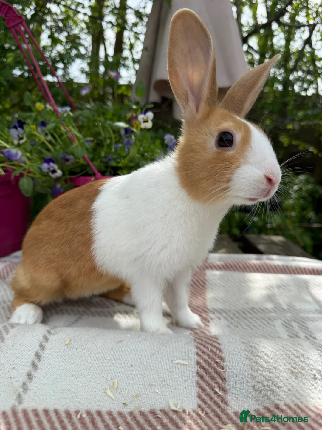 Dutch rabbits for sale: Baby Dutch Rabbits - Advert 9