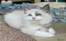 Ragdoll cats for sale: Ragdoll kittens one girl available  - Image 23