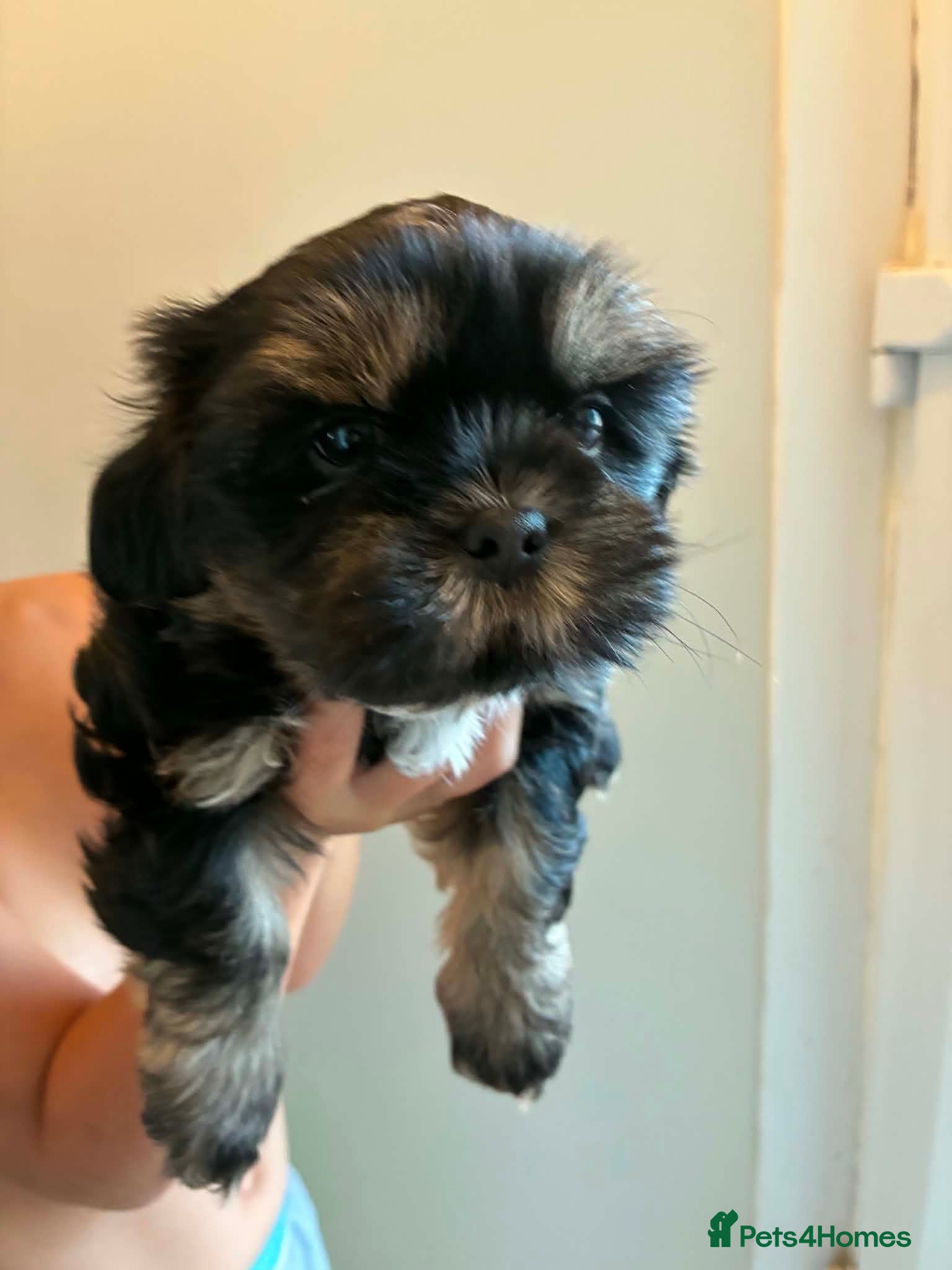 Shih Tzu dogs stunning male doby shih tzu - Advert 14