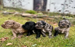 Sprocker dogs for sale: Sprocker spaniel puppies  - Image 1