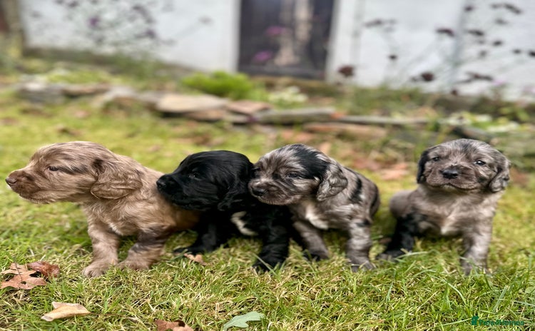 Sprocker dogs - Advert 1
