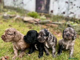 Sprocker dogs - Advert 2