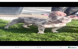French Bulldog dogs for sale: French bulldog  - Image 4