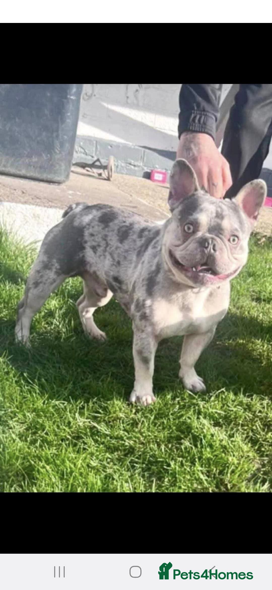 French Bulldog dogs for sale: French bulldog  - Image 4