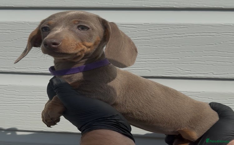 Miniature Dachshund dogs - Advert 8