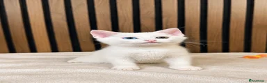 Domestic Shorthair 🐱 Simba 