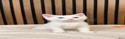Domestic Shorthair cats for sale: Stunning Kittens | Bella's Litter | Ready Now - Advert 20