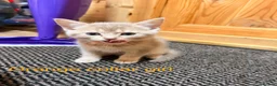 Mixed Breed cats for sale: Lovely British Shorthair and Abyssian mix kittens in Livingston - Advert 9