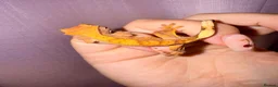 Gecko reptiles for sale: Crested Gecko Babies - Advert 23