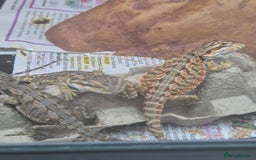 Bearded Dragon reptiles for sale: Bearded dragon babies available now  - Image 10
