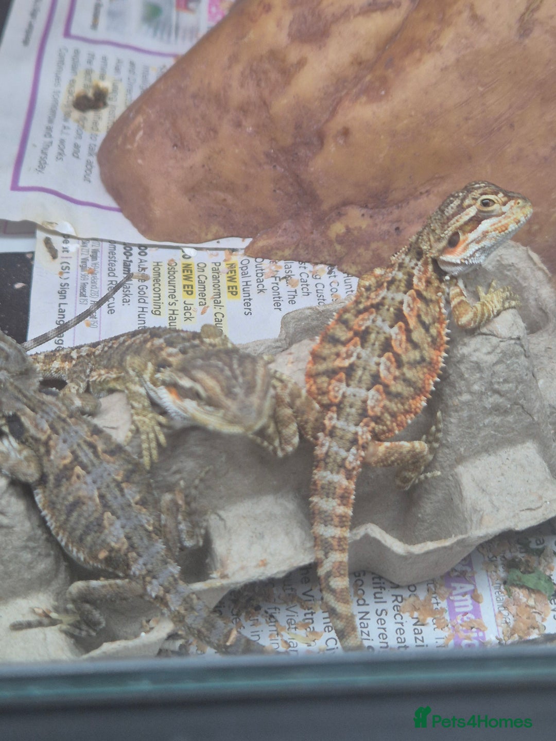 Bearded Dragon reptiles for sale: Bearded dragon babies available now  - Image 10