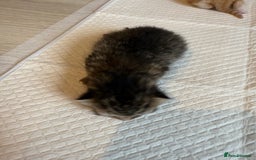 Domestic Shorthair cats for sale: 6 beautiful kittens available November - Image 12
