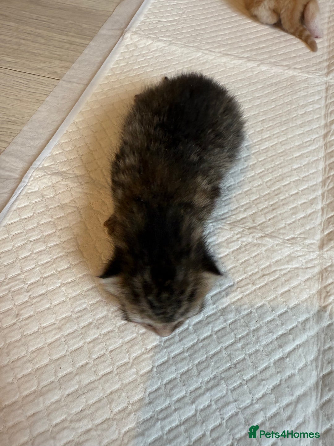 Domestic Shorthair cats for sale: 6 beautiful kittens available November - Image 12