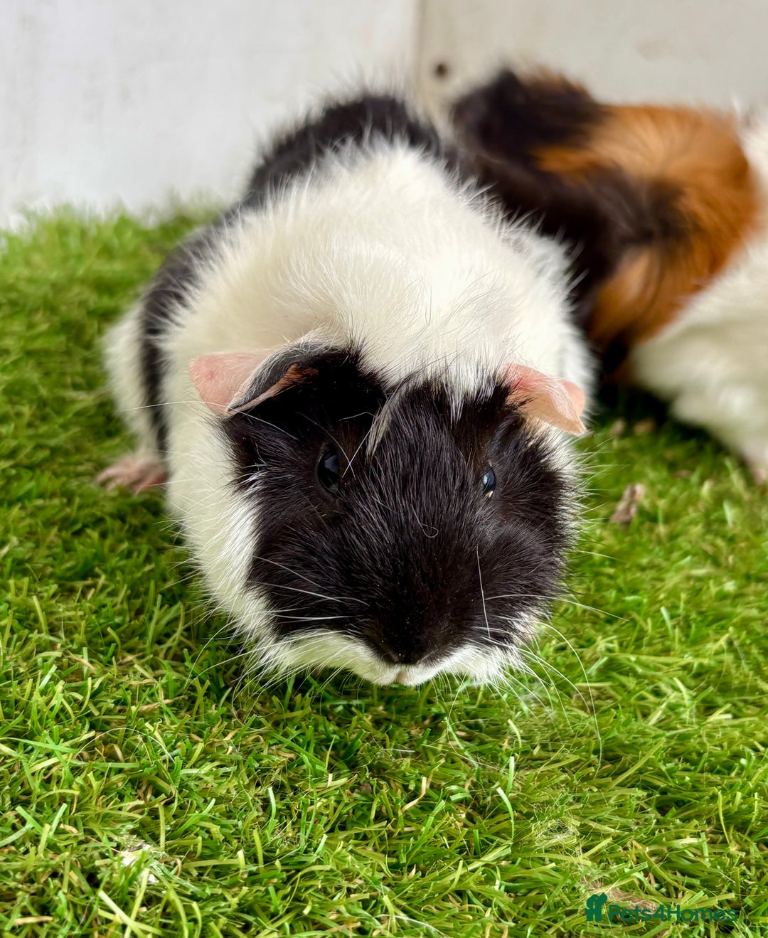 Guinea Pig rodents for sale: Super calm and friendly female guinea pigs  - Image 15