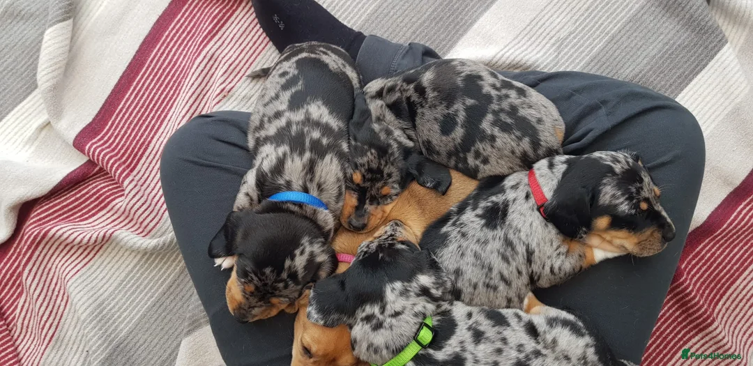 Jackshund dogs for sale: A stunning Jack Russell Terrier and Dachshund mix. - Advert 14