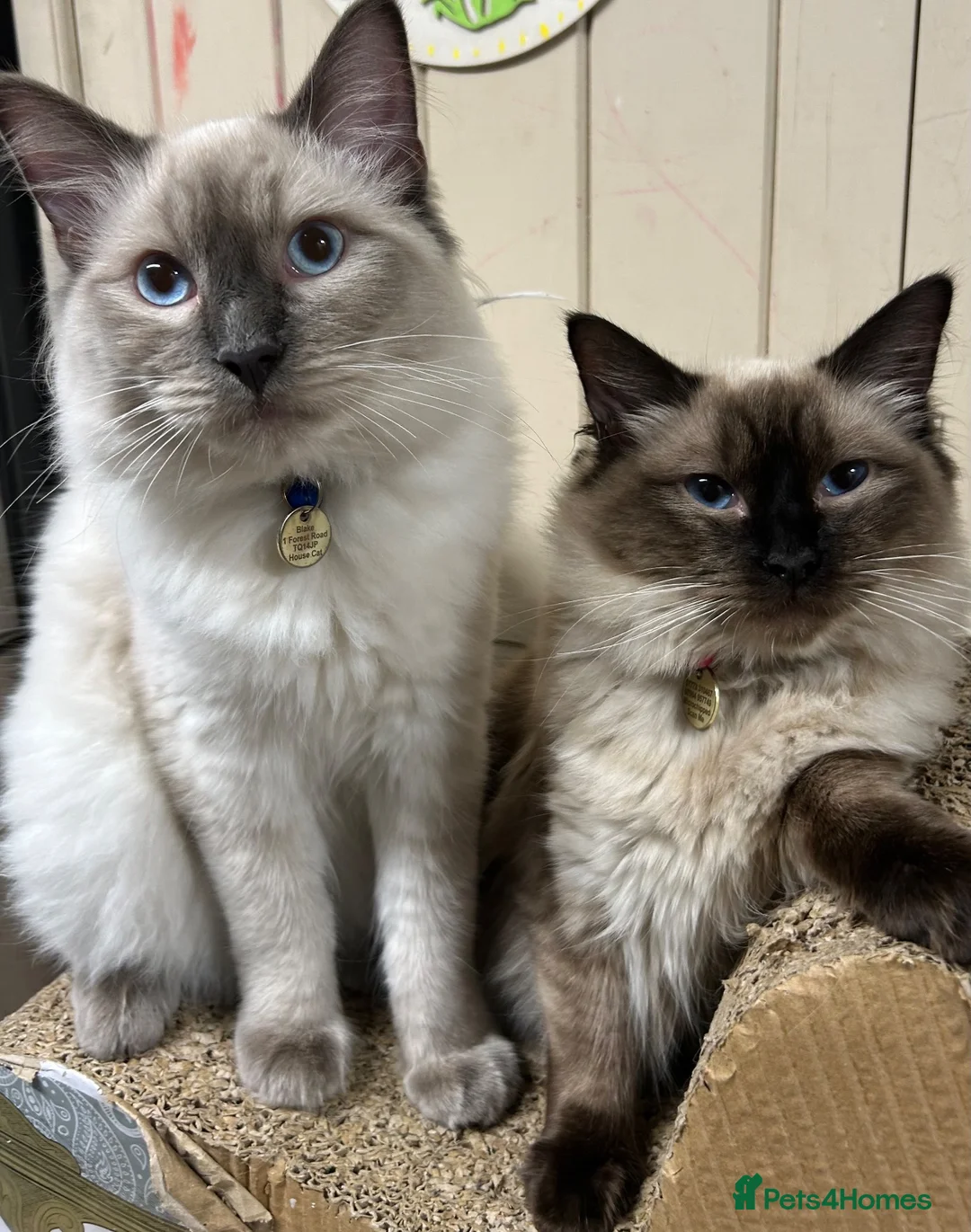 Ragdoll cats for sale: Stunning fluffy pure ragdoll kittens ready 13/10 - Advert 14